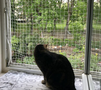 Pet Safety Net in Coimbatore